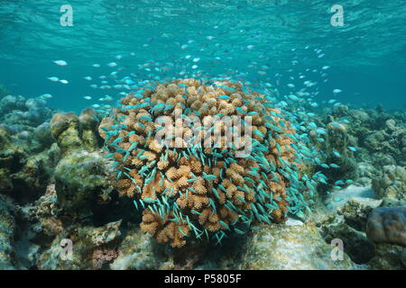 Sous l'un banc de poissons chromis bleu-vert autour de choux-fleurs corail, océan Pacifique, Polynésie Française, îles Cook Banque D'Images