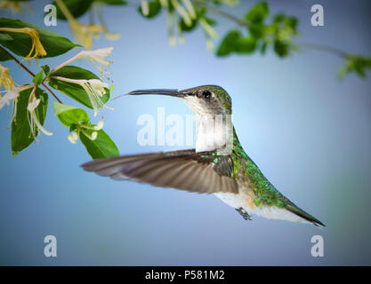 Un colibri à gorge rubis femelle est pris en vol de boire le nectar des un chèvrefeuille sauvage de la vigne. Banque D'Images
