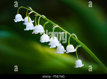 Une Fleur De Printemps Precoce De Dainty Muguet Fleurs Contre Un Arriere Plan Flou Vert Lisse Photo Stock Alamy