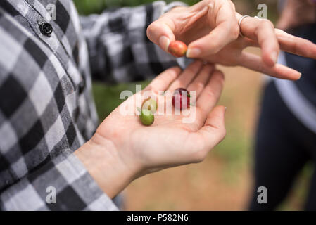 Café en grains à différentes étapes présentées dans les mains Banque D'Images