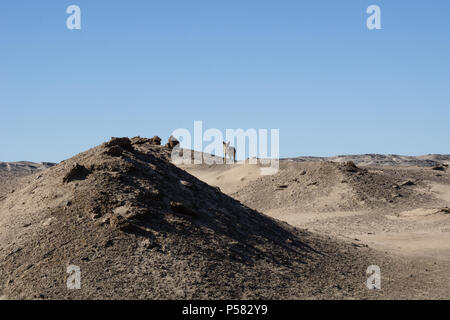 Paysage de la Namibie, avec sur petite colline jackel dans le Damaraland. Banque D'Images