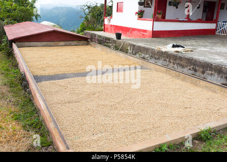 Le séchage du café à plantation Banque D'Images