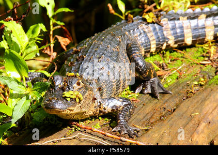 (Alligator mississippiensis Alligator) reposant sur un journal Banque D'Images