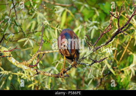 Le héron vert (Butorides virescens) assis sur un arbre Banque D'Images