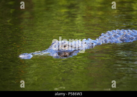 (Alligator mississippiensis Alligator) natation, Floride Banque D'Images