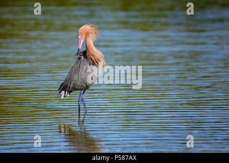 Aigrette garzette (Egretta rufescens rougeâtre) lissage Banque D'Images