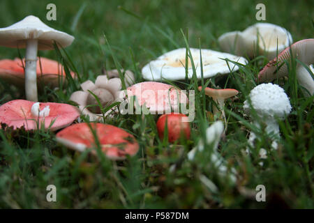 Divers champignons des bois. Russula emetica (sickener rouge). Banque D'Images