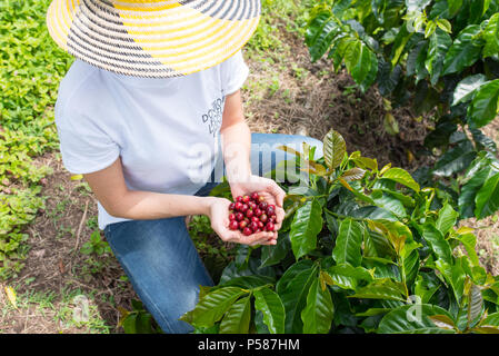 Woman holding fresh red grains de café dans ses mains avec les plantes de café dans l'arrière-plan Banque D'Images