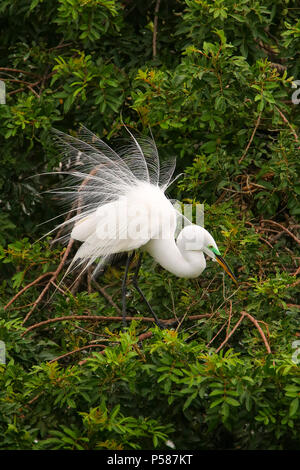 Grande Aigrette (Ardea alba) montrant l'écran de sélection Banque D'Images