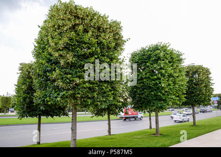 Arbres d'érable sur le site de la ville. Arbres décoratifs. Banque D'Images