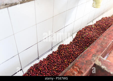 Le lavage et le tri des grains de café sur une ferme de café en Jericó, Colombie dans l'état d'Antioquia Banque D'Images