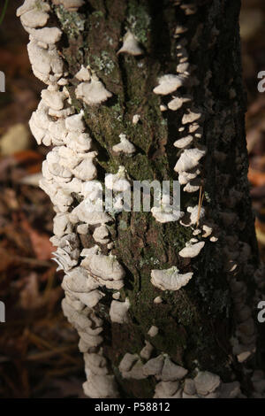 La Turquie des couches de champignons sur souche d'arbre de queue Banque D'Images