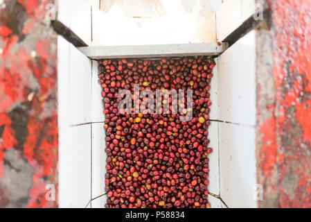 Le lavage et le tri des grains de café sur une ferme de café en Jericó, Colombie dans l'état d'Antioquia Banque D'Images