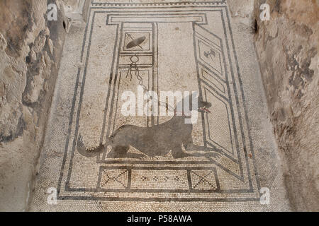 Chien représenté dans le mosaïque romaine Cave canem (attention le chien) à la Chambre des Paquius Proculus (Casa di Paquius Proculus) dans le site archéologique de Pompéi (Pompei) près de Naples, Campanie, Italie. Banque D'Images