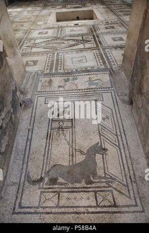 Chien représenté dans le mosaïque romaine Cave canem (attention le chien) à la Chambre des Paquius Proculus (Casa di Paquius Proculus) dans le site archéologique de Pompéi (Pompei) près de Naples, Campanie, Italie. Banque D'Images