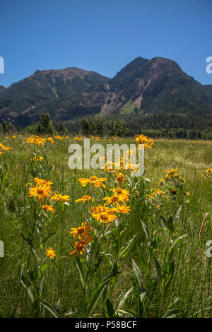 Fleurs sauvages dans les montagnes de San Juan au Colorado Banque D'Images