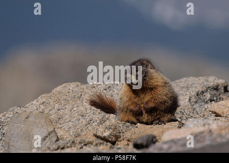 Ce jeune marmot plopped elle-même vers le bas, le long de la route jusqu'au sommet du Mt. Evans Banque D'Images