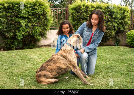 Grande sœur plus jeune sœur aidant greyhound brosse avec col en arrière-cour à l'extérieur qui travaillent ensemble à la fin des corvées monsieur © Myrleen Pearson Banque D'Images