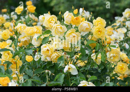 Rosa 'Buttercup' / Ausband . Rosier arbustif 'Buttercup'. UK Banque D'Images