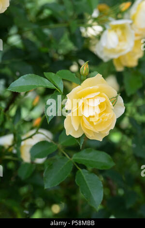 Rosa 'Poetry in motion' / Harelan. Rose Thé hybride 'Poetry in Motion'. Bush a augmenté. UK Banque D'Images