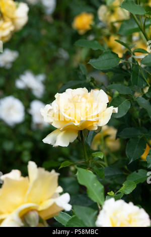 Rosa 'Poetry in motion' / Harelan. Rose Thé hybride 'Poetry in Motion'. Bush a augmenté. UK Banque D'Images