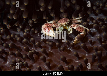 Crabe porcelaine (Lissoporcellana sp) sur la bulle point dive site, Anilao, Philippines Banque D'Images