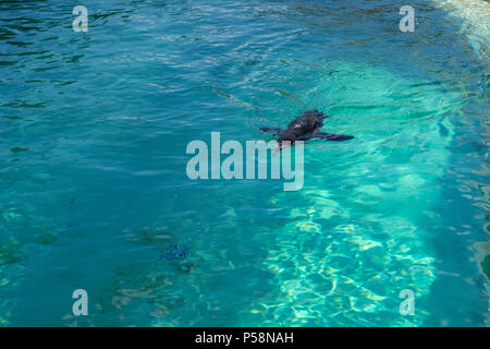 Le petit pingouin gumboldt flotte seul dans la piscine à l'eau bleu zoo le long d'une journée lumineuse. Penguin au Zoo de Novossibirsk. Banque D'Images