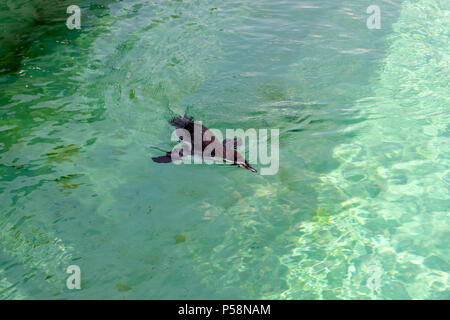 Le petit pingouin gumboldt flotte seul dans la piscine à l'eau bleu zoo le long d'une journée lumineuse. Penguin au Zoo de Novossibirsk. Banque D'Images