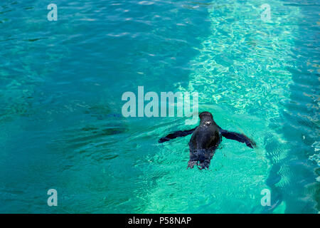 Le petit pingouin gumboldt flotte seul dans la piscine à l'eau bleu zoo le long d'une journée lumineuse. Penguin au Zoo de Novossibirsk. Banque D'Images