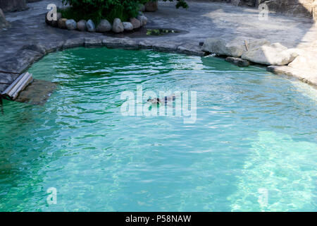 Le petit pingouin gumboldt flotte seul dans la piscine à l'eau bleu zoo le long d'une journée lumineuse. Penguin au Zoo de Novossibirsk. Banque D'Images