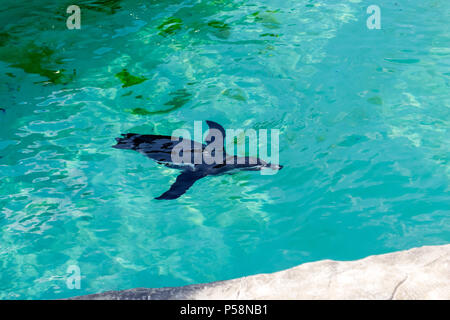 Le petit pingouin gumboldt flotte seul dans la piscine à l'eau bleu zoo le long d'une journée lumineuse. Penguin au Zoo de Novossibirsk. Banque D'Images