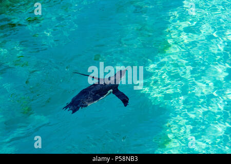 Le petit pingouin gumboldt flotte seul dans la piscine à l'eau bleu zoo le long d'une journée lumineuse. Penguin au Zoo de Novossibirsk. Banque D'Images