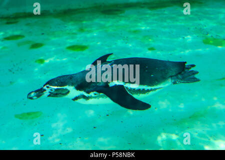 Le petit pingouin gumboldt flotte seul dans la piscine à l'eau bleu zoo le long d'une journée lumineuse. Penguin au Zoo de Novossibirsk. Banque D'Images