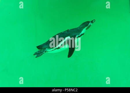 Le petit pingouin gumboldt flotte seul dans la piscine à l'eau bleu zoo le long d'une journée lumineuse. Penguin au Zoo de Novossibirsk. Banque D'Images