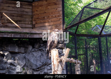 Le golden eagle berkut est assis sur un arbre dans une pose et regarde ailleurs dans une grande cage avec une maison en bois et de grandes pierres dans le Zoo de Novossibirsk Banque D'Images