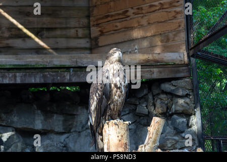 Le golden eagle berkut est assis sur un arbre dans une pose et regarde ailleurs dans une grande cage avec une maison en bois et de grandes pierres dans le Zoo de Novossibirsk Banque D'Images