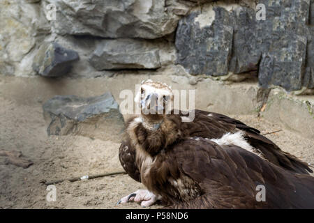 L'aigle se trouve sur un sable dans une pose douloureuse et regarde ailleurs dans une grande cage avec une maison en bois et de grandes pierres dans le Zoo de Novossibirsk Banque D'Images