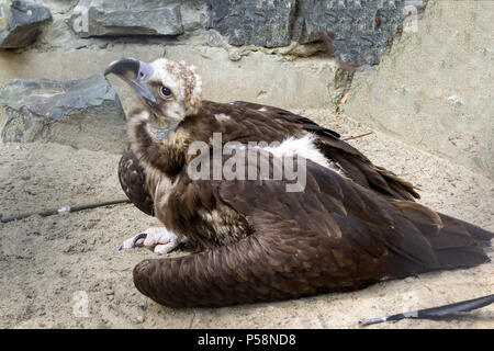 L'aigle se trouve sur un sable dans une pose douloureuse et regarde ailleurs dans une grande cage avec une maison en bois et de grandes pierres dans le Zoo de Novossibirsk Banque D'Images