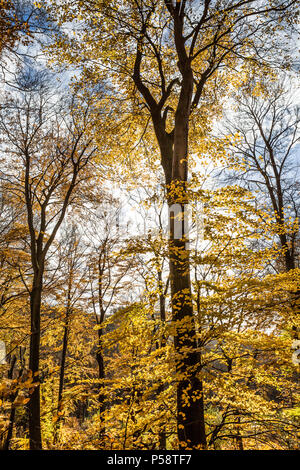 Belle scène de la forêt de grands arbres à feuilles caduques dans les couleurs de l'automne plein tourné contre le soleil d'après-midi, Luxembourg, Europe Banque D'Images