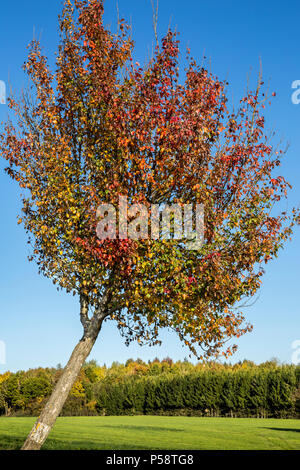 Un arbre changeant de couleur au cours de la saison d'automne avec vert orange rouge et pas de feuilles et arbres en arrière-plan, Luxembourg, Europe Banque D'Images