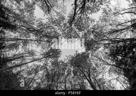 À CIEL, jusqu'à l'auvent dans une forêt tempérée Banque D'Images