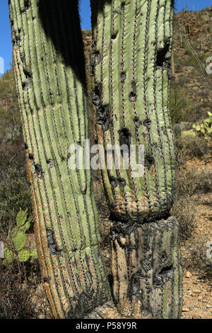 Saguaro cactus vieux tronc avec l'endommager la surface, dans le désert de Sonora en Arizona Banque D'Images