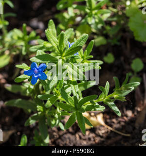 'Heavenly Blue' Grémil pourpre, Bergstenfrö (Lithodora diffusa) Banque D'Images