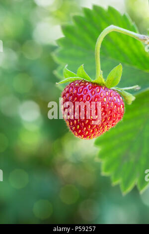 Un gros plan sur la fraise avec bush floue comme arrière-plan le jardin vert Banque D'Images