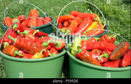 La préparation pour la cuisson de paprika rouge dispositions d'hiver , automne Banque D'Images