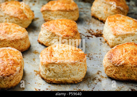 Petits pains au fromage maison English scones sont cuits sur une tôle à biscuits. Banque D'Images