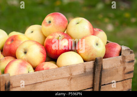 Récipient en bois plein de fruits rouges et pommes jaunes Banque D'Images