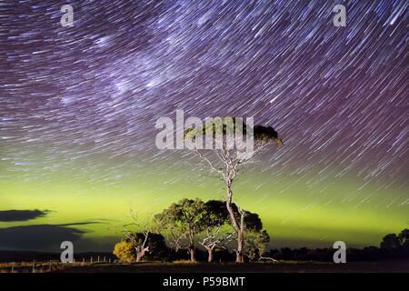 Aurora et star trail derrière gum tree Banque D'Images