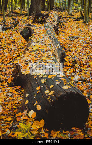 Close up d'un grand et vieux log in autumnal forêt mixte couverts par la chute des feuilles. Banque D'Images