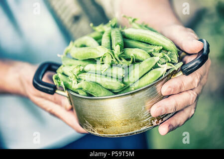 Senior woman hand holding pot plein de pois frais. Banque D'Images